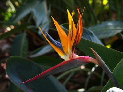 [The main part of this flower bends at a 90 degree angle from the stem to the left. This part is green with a pinkish upper edging. From that section extend upward three long oblong yellow-orange petals, an orange petal, a blue petal and two petals with both yellow and blue.]